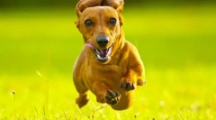 Rabbit dahshund (fotografije): pomoćnik s zvučnim senzorom